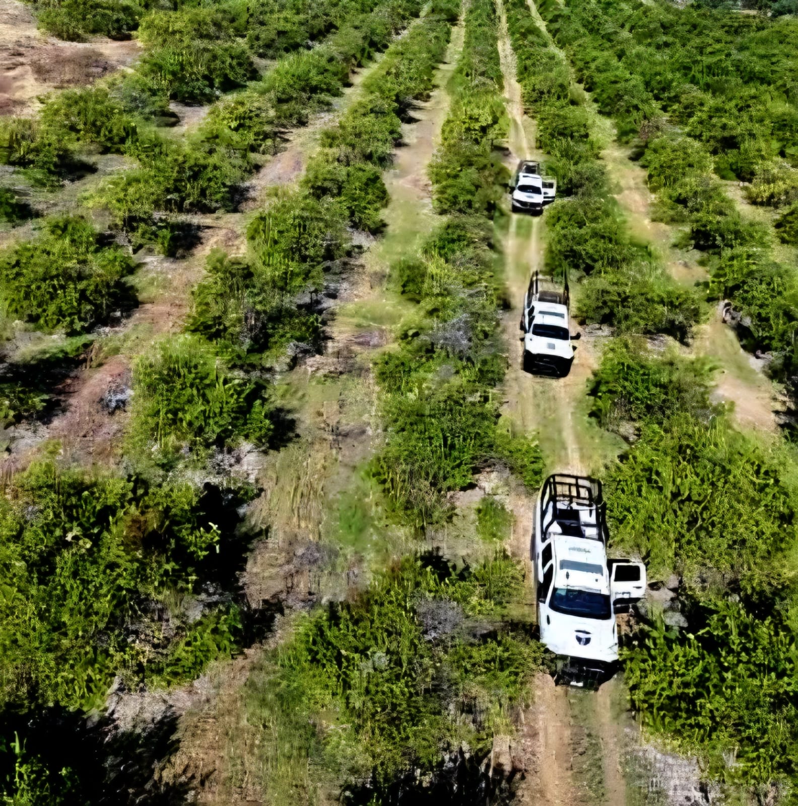 Desactivan explosivos improvisados en huerta limonera de Apatzingán; en el Operativo Paricutín